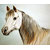 Hand made horse painting
