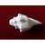 Left Handed Blowing Shankh  KZNRP010	