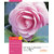 Camlin Small Notebook - Soft Cover, 84 Pages, Four lines (pack of 24)