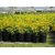Tecoma, Godi-chodi (Yellow) - Plant