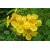Tecoma, Godi-chodi (Yellow) - Plant