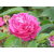 Gulab - Rose Flower Powder 200Grms (50Grms x 4Packs)