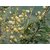 Seeds-White Bark Acacia (Acacia Leucophloea), 20