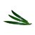 Pandan Leaves (Pandanus)
