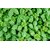 Harita manjari - Kuppaimeni Powder 200Grams (50Grams X 4Packs)