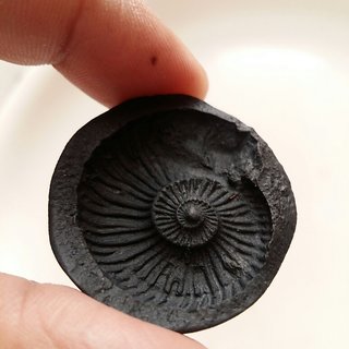 Sudarshan Shaligram 100 Original From Nepal 2 Inch Size