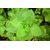 Patharchur/Karpuravalli powder (200 gms)
