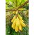 Rare Dwarf Golden-PAPAYA-Yellow-Gold-Papaya-Sweet-Bonsai Papaya 10pcs