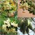 Indian Kapok Tree -Ceiba pentandra(White Silk-Cotton, ,Ilavam) 20 Seeds