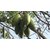 Indian Kapok Tree -Ceiba pentandra(White Silk-Cotton, ,Ilavam) 20 Seeds