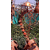 ceramic wind chimes
