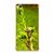 Fuson Designer Phone Back Case Cover Oppo F1 ( A Fresh Green Plant )