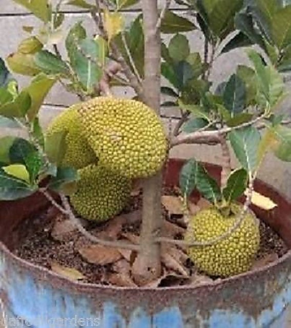 Buy 5 Seeds Bonsai Dwarf Jack-Fruit High production dwarf Jack-fruit Seeds  Online @ 140 from ShopClues