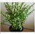 Live Jade Plant (Crassula Ovata) - (Lucky Plant) vk06