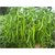 Hybrid F1 disease resistant Chilli  Arka Khyati  Vegetable seeds - 30 seeds