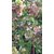 Acalypha Indica (Haritmanjari) Garden plant