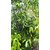 Bakul (Mimusops elengi) live Ornamental plant