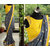 Leeps Prints Multicolored Georgette Embroidery And Mirror Work Saree With Blouse.