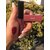 HUDA BEAUTY Liquid Matte Lipstick, Lip Colors  ( shade name Famous)