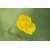 Avikalp Exclusive Premium buttercup HD Poster AZOHP35