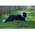 Avikalp Exclusive Premium dog HD Poster AZOHP82
