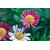 Avikalp Exclusive Premium flowers HD Poster AZOHP118
