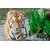 Avikalp Exclusive AZOHP2039 Bengali Tiger Animals  Full HD Poster Latest Best New 3D Look Beautiful