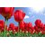 Avikalp Exclusive AZOHP2148 Spring Flowers Field With Red Tulips And Blue Sky Sunlight  Full HD Poster Latest Best New 3D Look Beautiful