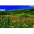 Avikalp Exclusive AZOHP2149 Spring Mountain Flowers Meadow With Green Grass Forest With Pine Trees Clear Sky  Full HD Poster Latest Best New 3D Look Beautiful