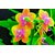 Avikalp Exclusive AZOHP2111 Orchids Close Up Orange And Red Flower Petals  Full HD Poster Latest Best New 3D Look Beautiful