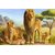 Avikalp Exclusive AZOHP2233 Lion family wallpaper animals images lion Full HD Poster Latest Best New 3D Look Beautiful