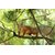 Avikalp Exclusive AZOHP2191 Brown squirrel on a branch of pine tree Full HD Poster Latest Best New 3D Look Beautiful