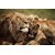 Avikalp Exclusive AZOHP2235 Lions love a family of lion Full HD Poster Latest Best New 3D Look Beautiful