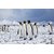 Avikalp Exclusive AZOHP2379 Antarctica Empire Of King Penguins Aptenodytes Patagonicus Full HD Poster Latest Best New 3D Look Beautiful