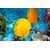 Avikalp Exclusive AZOHP2464 Butterfly Fish Lemon Yellow Color Full HD Poster Latest Best New 3D Look Beautiful