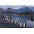 Avikalp Exclusive AZOHP2510 Colony Of King Penguin Aptenodytes Patagonicus Full HD Poster Latest Best New 3D Look Beautiful