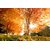 Avikalp Exclusive AZOHP2012 Beautiful Autumn Yellow Tree Sunrays Full HD Poster Latest Best New 3D Look Beautiful