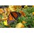 Avikalp Exclusive AZOHP2514 Colorful Butterfly On Yellow Flowers Full HD Poster Latest Best New 3D Look Beautiful