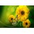Avikalp Exclusive AZOHP2465 Butterfly On Yellow Flowers Full HD Poster Latest Best New 3D Look Beautiful
