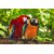 Avikalp Exclusive AZOHP2516 Colorful Parrots Ara Costa Rica Rainforest Full HD Poster Latest Best New 3D Look Beautiful