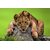 Avikalp Exclusive AZOHP2542 Cute Young Lion Lying On A Rock Full HD Poster Latest Best New 3D Look Beautiful