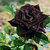 Primrose Gardens Rare Black Rose Flowers Rare Beautiful Seeds home Garden Flower 20 seeds