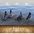 Avikalp Exclusive Premium ducks HD 3D Wallpapers for Living room, Hall, Kids Room, Kitchen, TV Background, Office, Shop etc AWI96