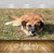 Avikalp Exclusive Premium dog HD 3D Wallpapers for Living room, Hall, Kids Room, Kitchen, TV Background, Office, Shop etc AWI83