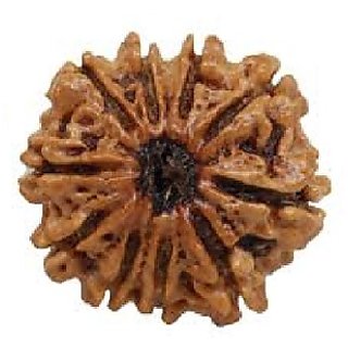Certified 10 Mukhi/Face Rudraksha Beads Natural  Original Beads By CEYLONMINE