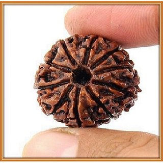 CEYLONMINE - Lab Certified Shiv Shakti (Moksha) Beads 10 Mukhi Original Rudraksha Beads For Astrological Purpose