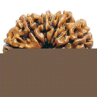 100 Original  And Lab Certified 10 Mukhi /Face Rudraksha Beads By CEYLONMINE