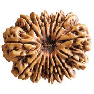 Shiv Shakti Rudraksha  Beads 15 Mukhi/Face Rudraksha Beads For Astrological Purpose By CEYLONMINE