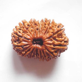 Original  Certified Moksha Shiv Beads 15Face/Mukhi  Rudraksha BY CEYLONMINE