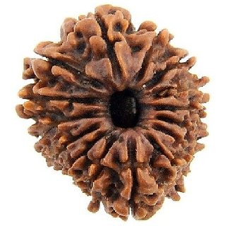Certified Gauri-shankar Rudraksha Beads Natural Beads By Ceylonmi